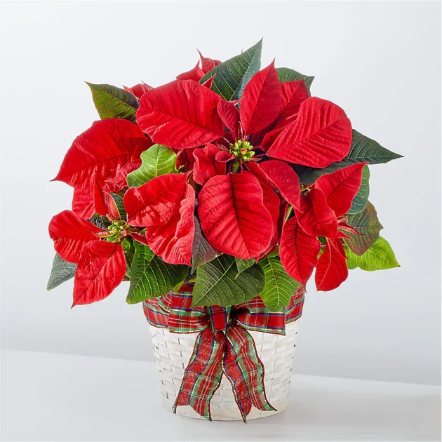 Happiest Holidays Poinsettia - Image 2